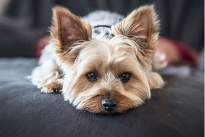 Yorkshire Terrier