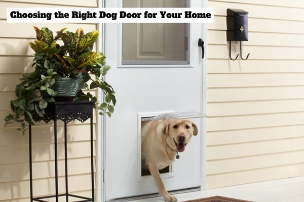 Dog Door Installation Near Me 