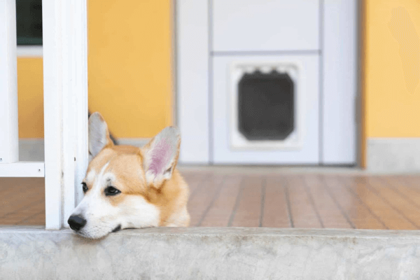 Dog Door Installation Near Me 