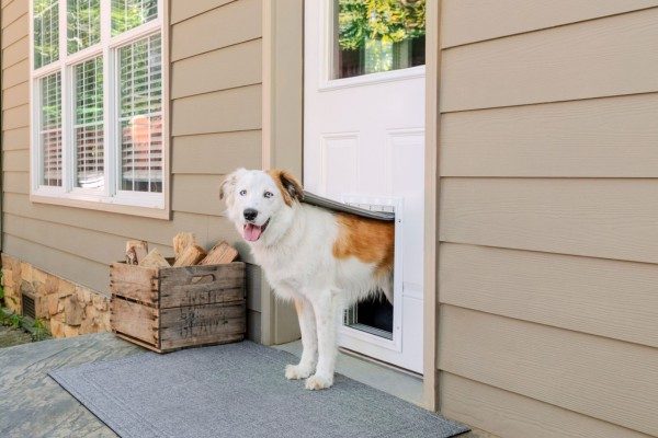Dog Door Installation Near Me