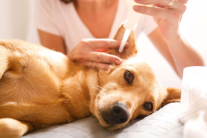 Dog Ear Mites