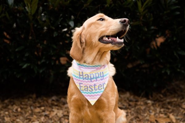 Dog Easter Outfit