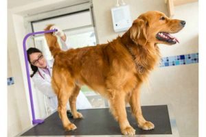 Dog Gland Removal