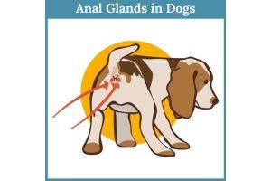 Dog Gland Removal