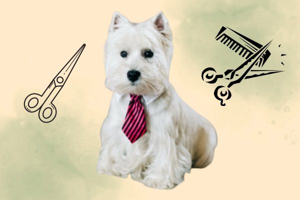 Dog Grooming Denver