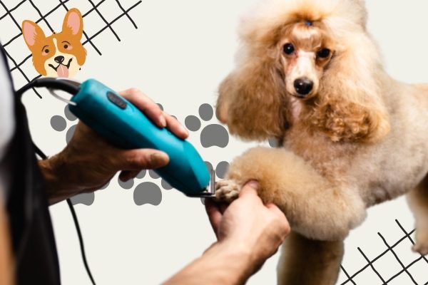 Dog Grooming Denver 