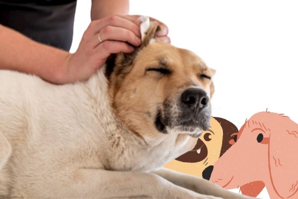 Dog Grooming Denver 