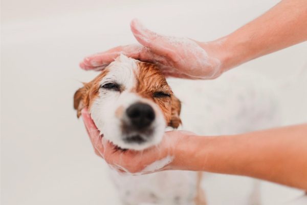 Dog Grooming Denver