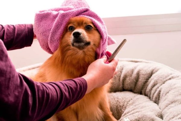 Dog Grooming Nyc 