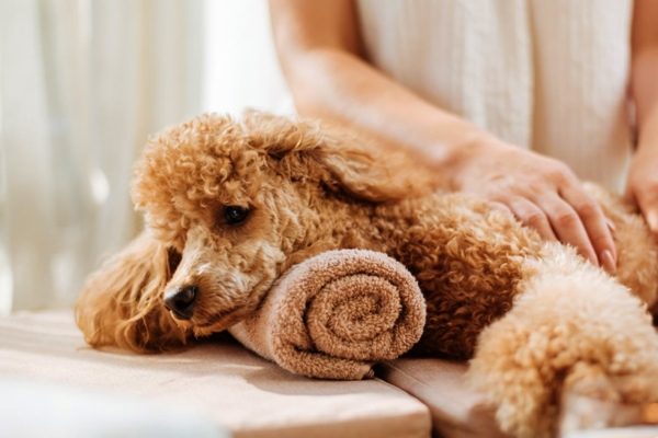 Dog Grooming Nyc