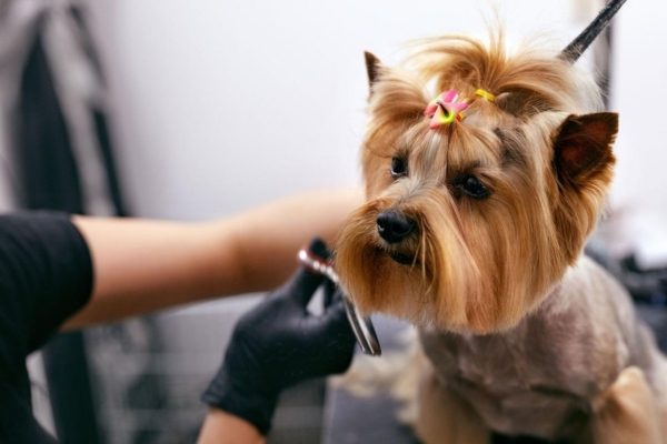 Dog Grooming Nyc 