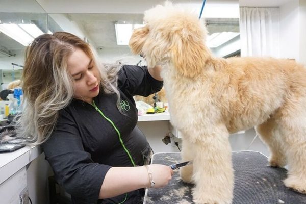 Dog Grooming Nyc