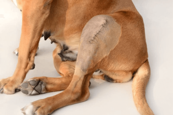 Dog Jumped