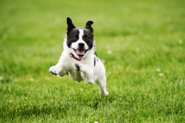 Dog Jumped 