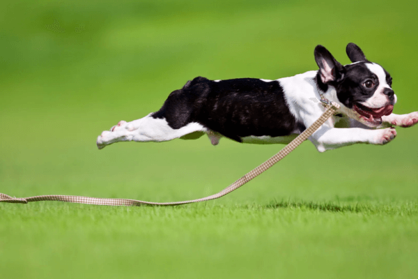 Dog Jumped 