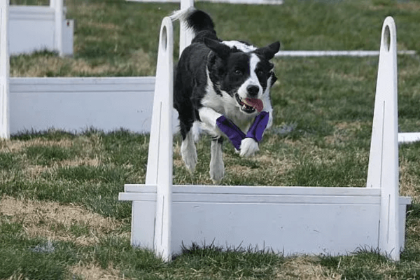 Dog Jumped 