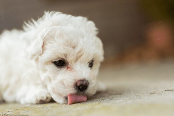 Dog Licking Floor 