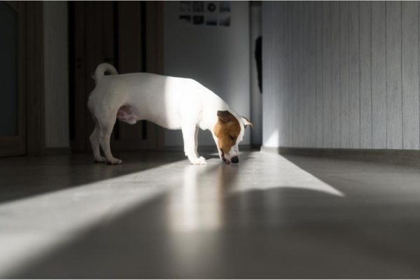 Dog Licking Floor
