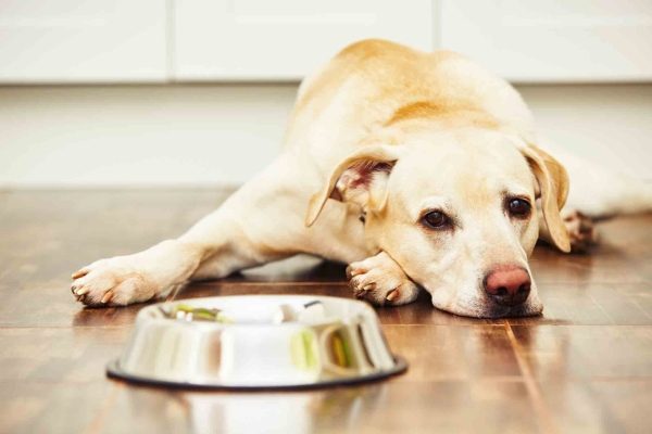 Dog Licking Floor 