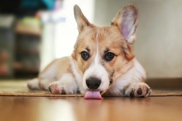 Dog Licking Floor