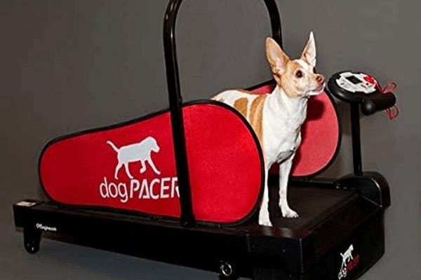 Dog Pacer