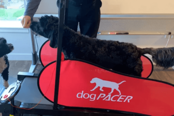 Dog Pacer 