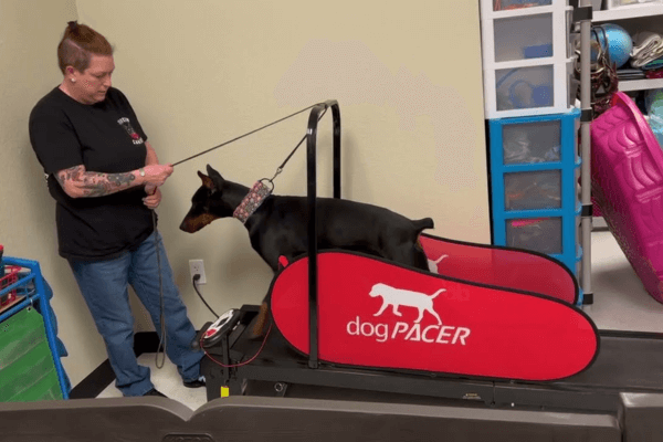 Dog Pacer 