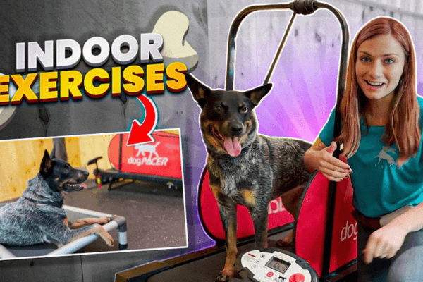 Dog Pacer 