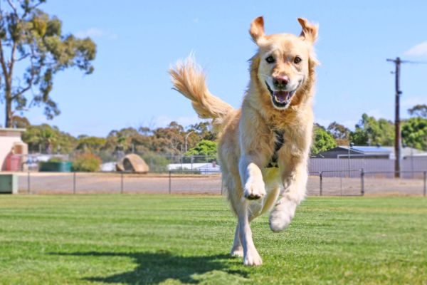 Dog Park San Antonio