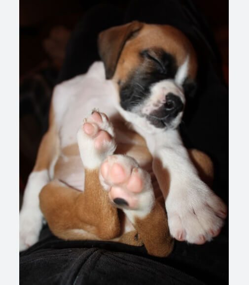 Dog Paws Smell Like Fritos