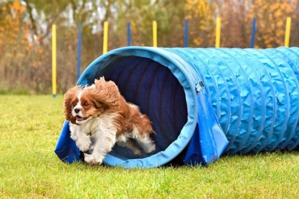 Dog Playground Equipment