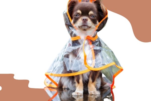 Dog Poncho