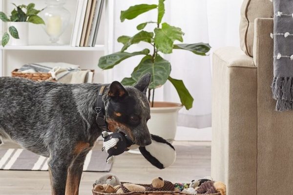 Dog Stand