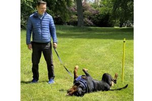 Dog Training