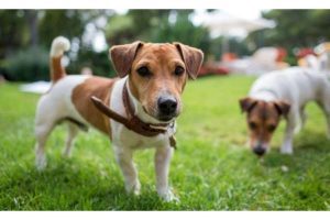 Dog parks in Chicago