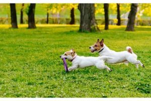 Dog parks in Chicago