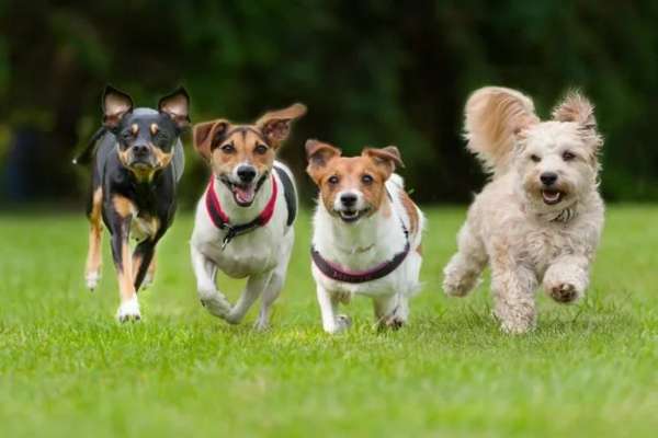 Dog parks in Chicago