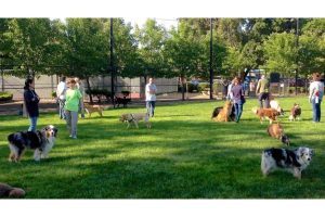 Dog parks in Las Vegas