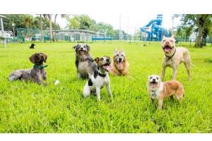 Dog parks in Las Vegas