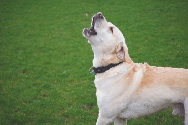 Dogs Gone Wild
