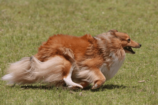 Dogs Gone Wild 