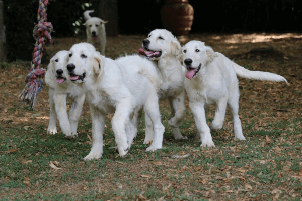 Dogs Gone Wild
