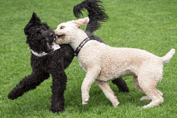 Dogs Gone Wild
