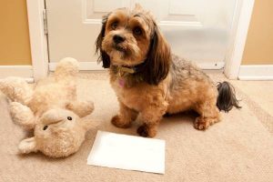 Dogs Memory