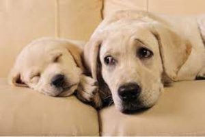 Dogs Remember Their Parents