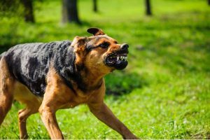 Dogs Sense Evil