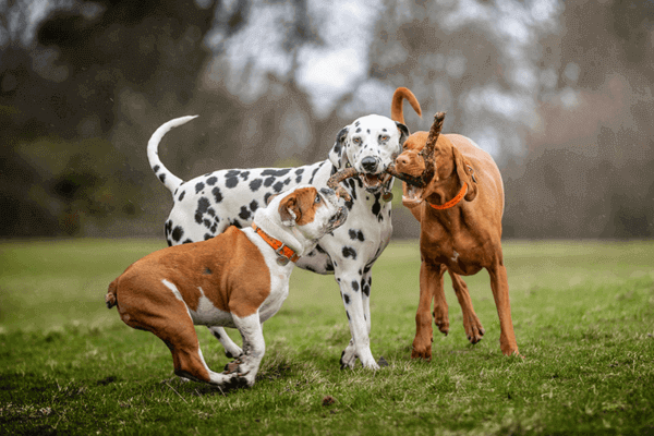 Dogwood Play Park 