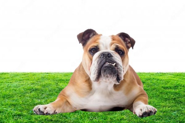 Dumb Breeds of Dogs