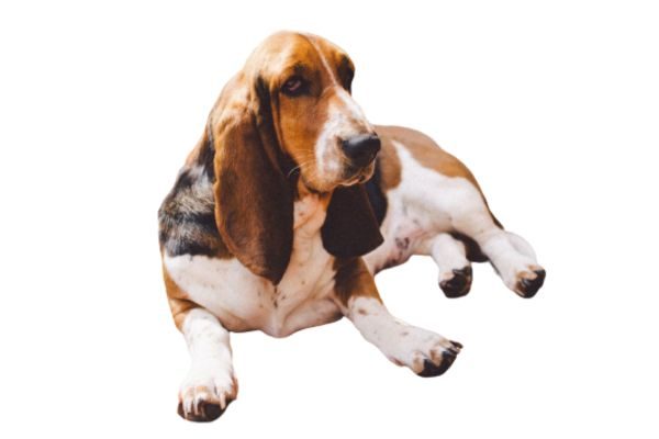 Dumb Breeds of Dogs