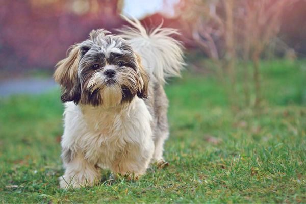 Dumb Breeds of Dogs